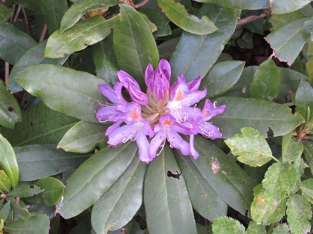 rhododendrons