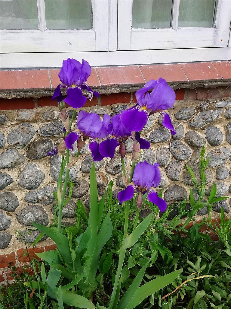 iris