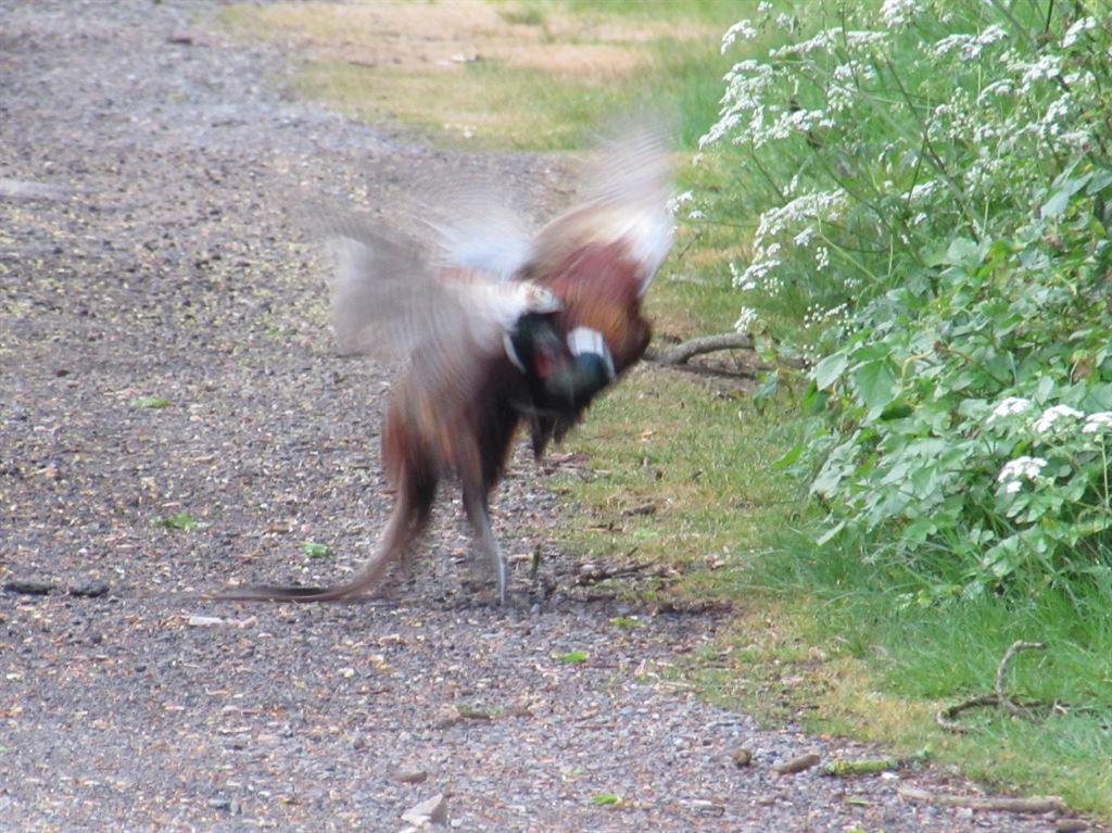 pheasants1