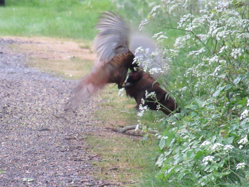 pheasants4