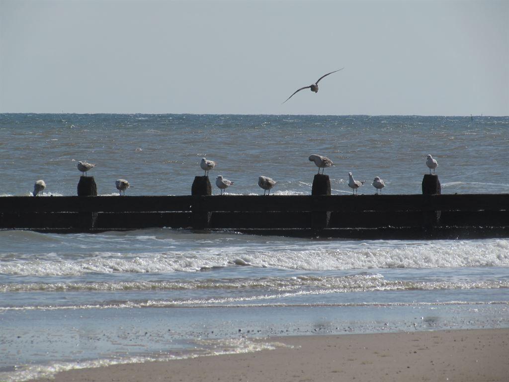 gulls1