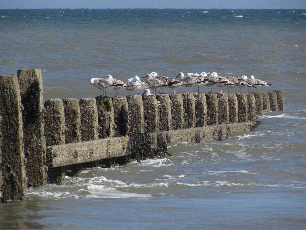 gulls3