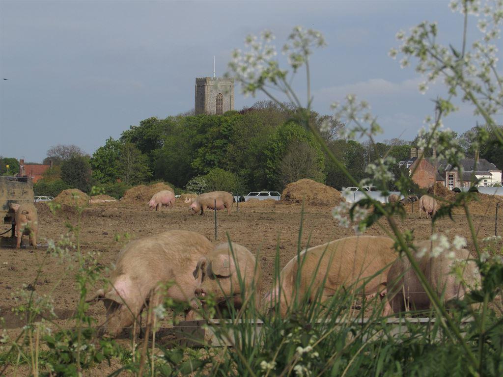 piggies