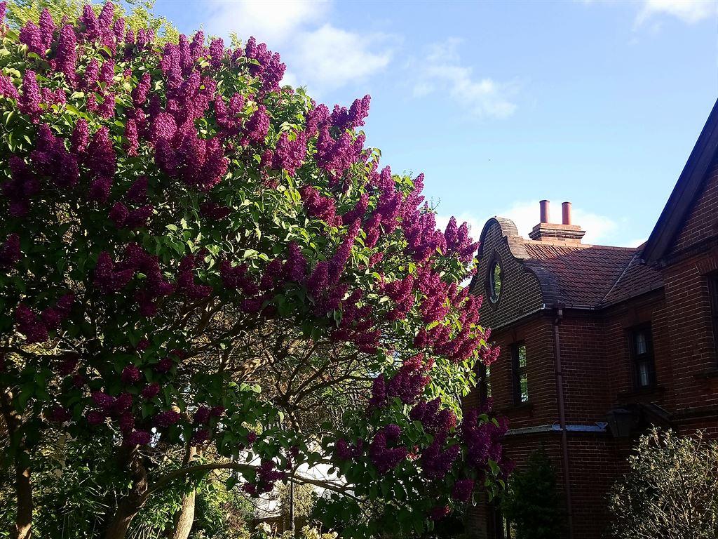 lilac2