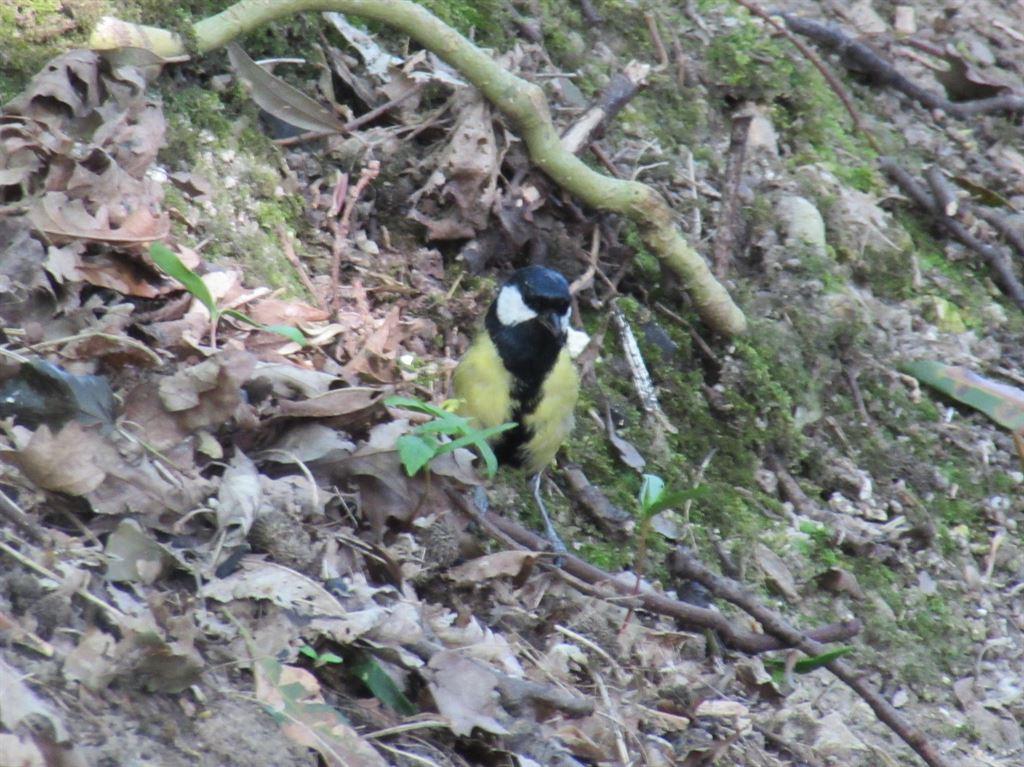 greattit