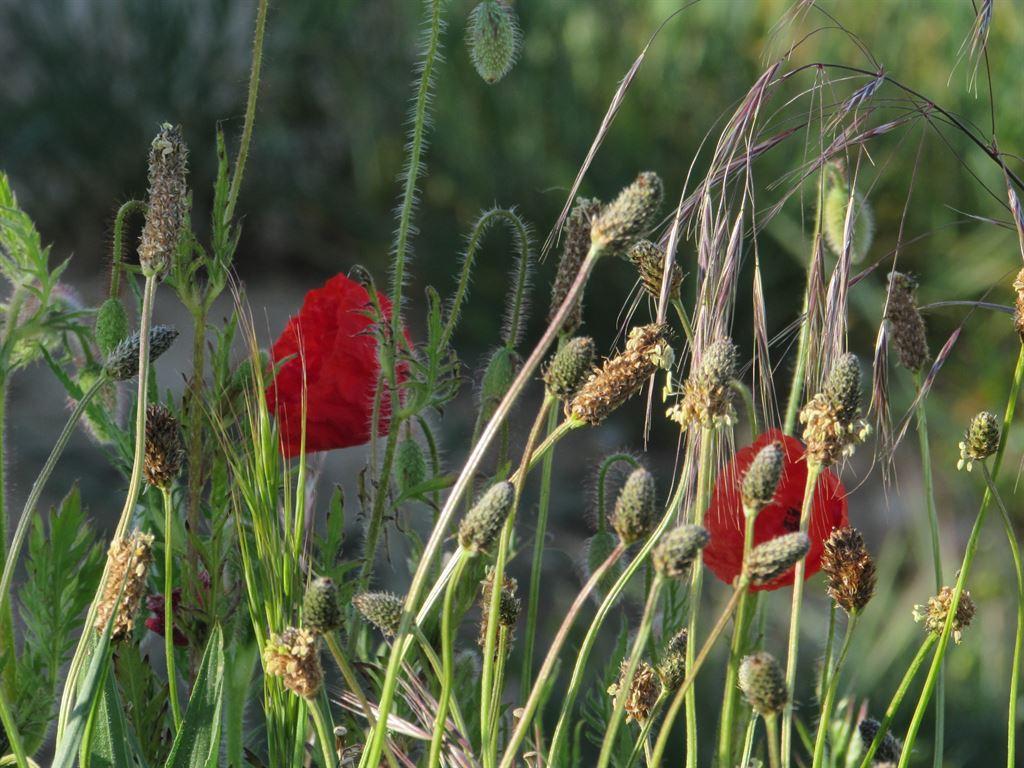 poppies