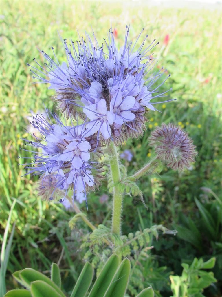 notathistle