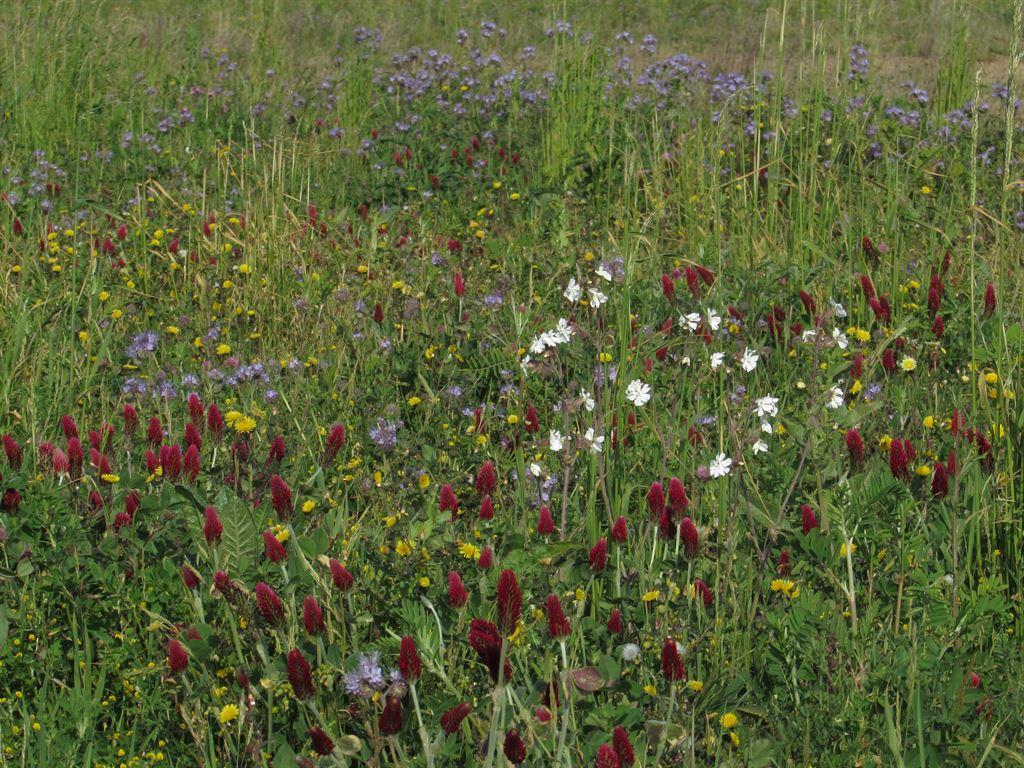 meadow