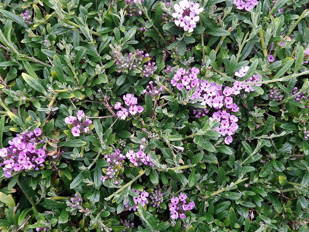 hedge1