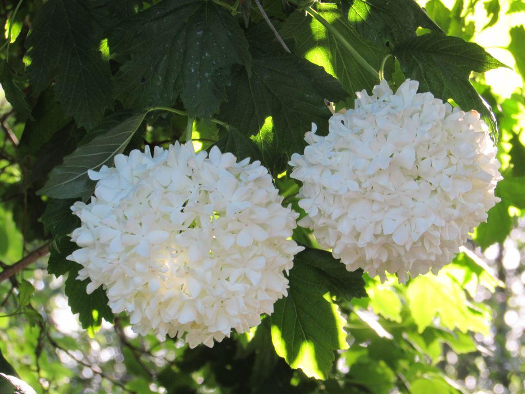 pompoms