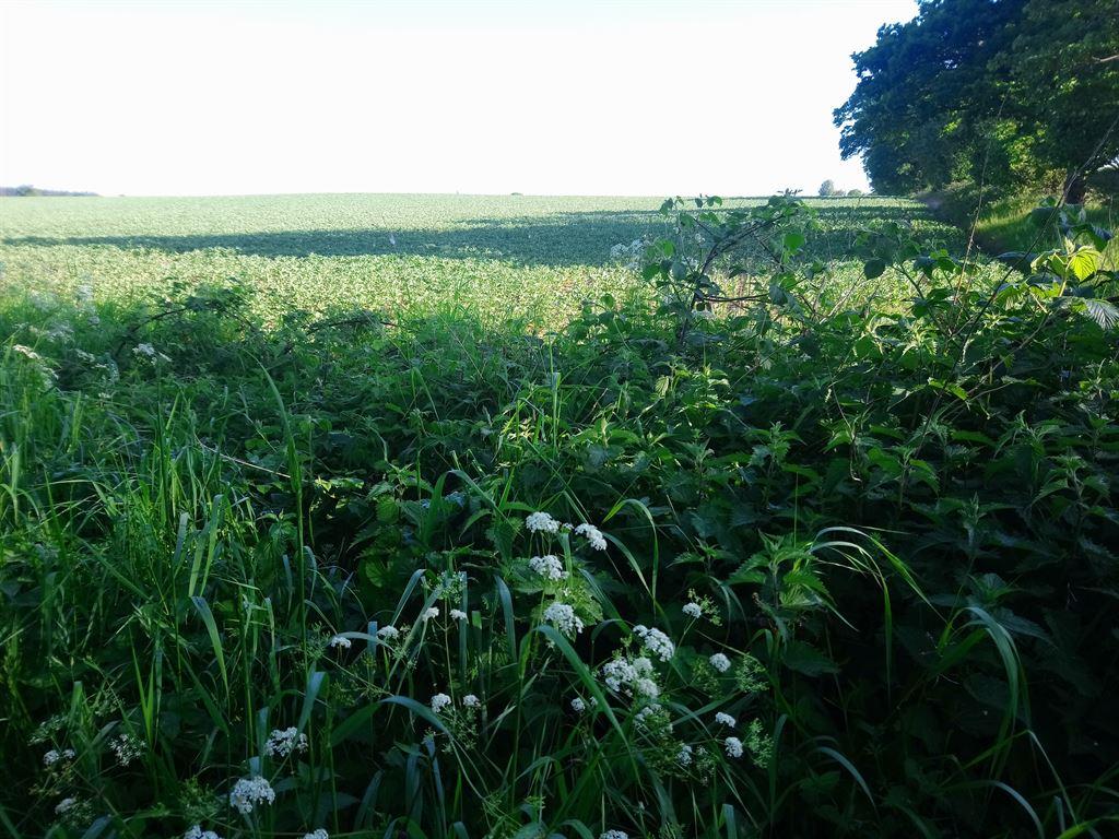 field