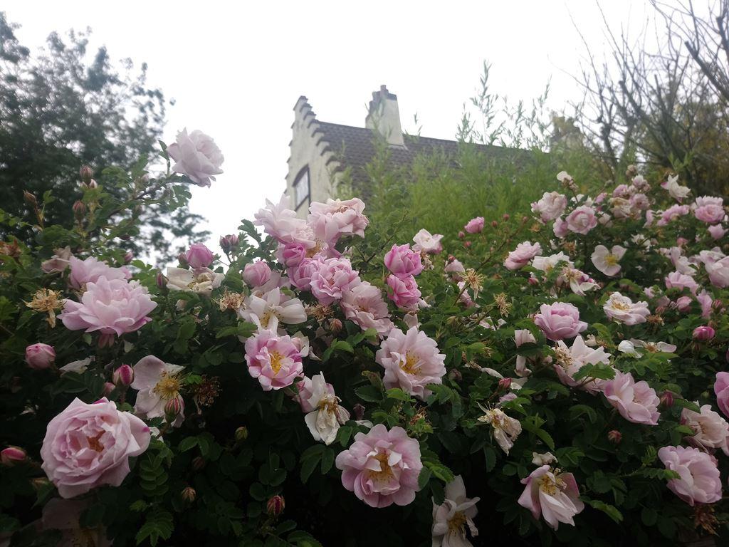 roses2