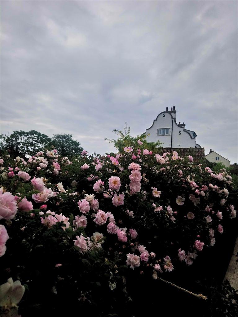 roses3