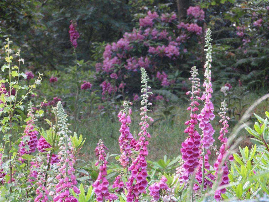 foxgloves1
