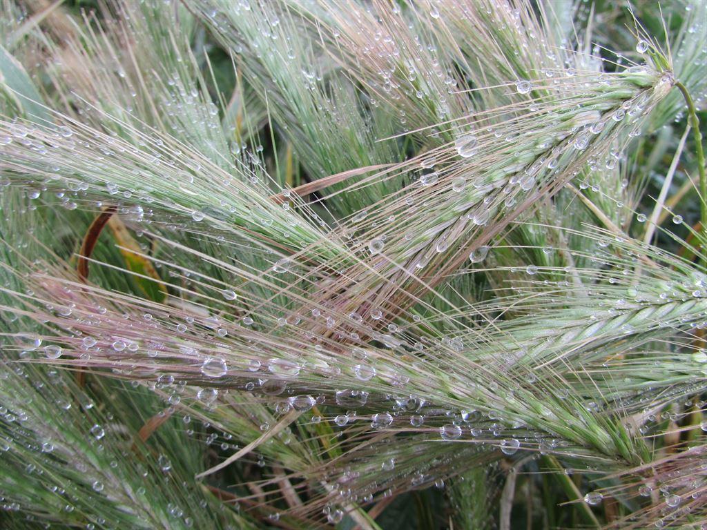 grass2
