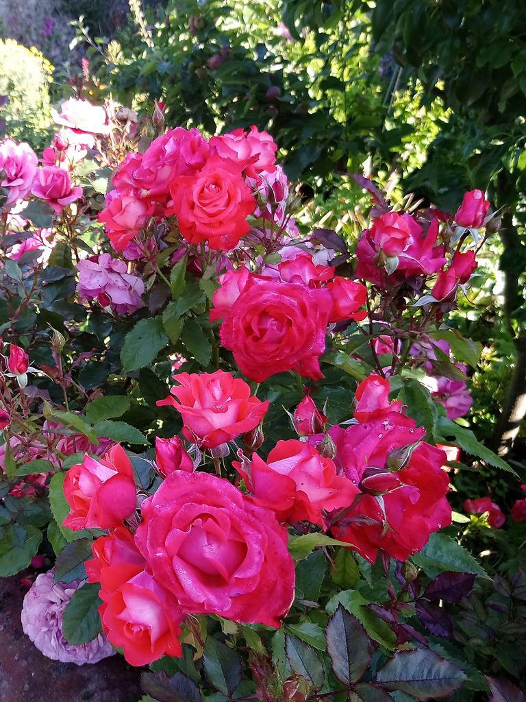 roses
