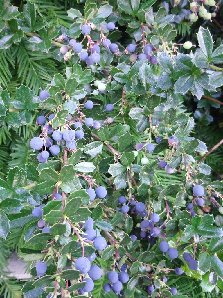 berries