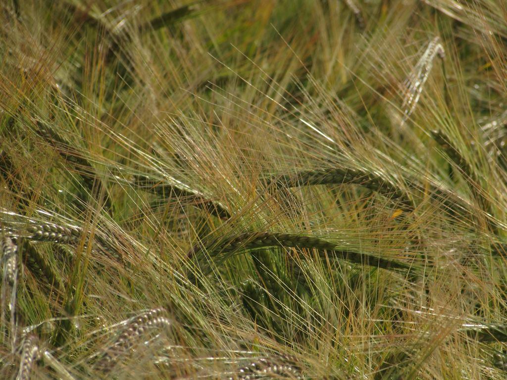 grain1