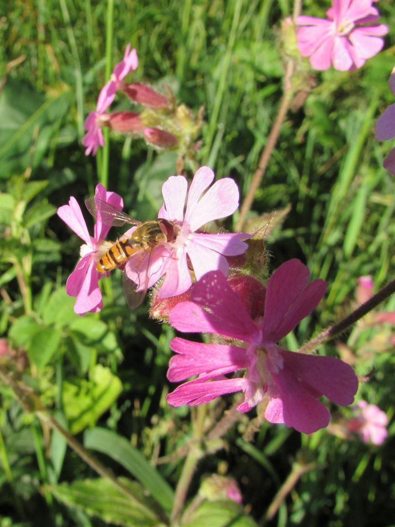 bee1