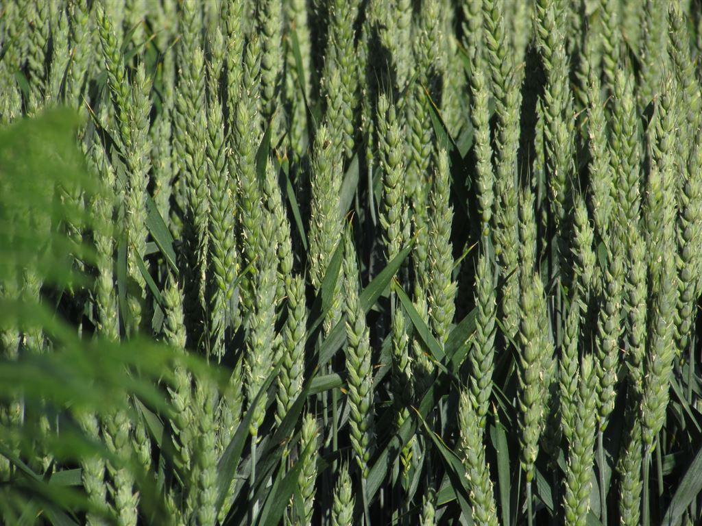 grain2