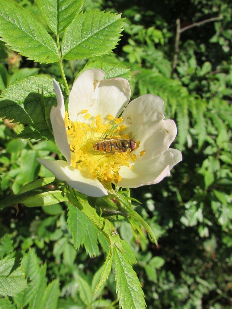 bee2