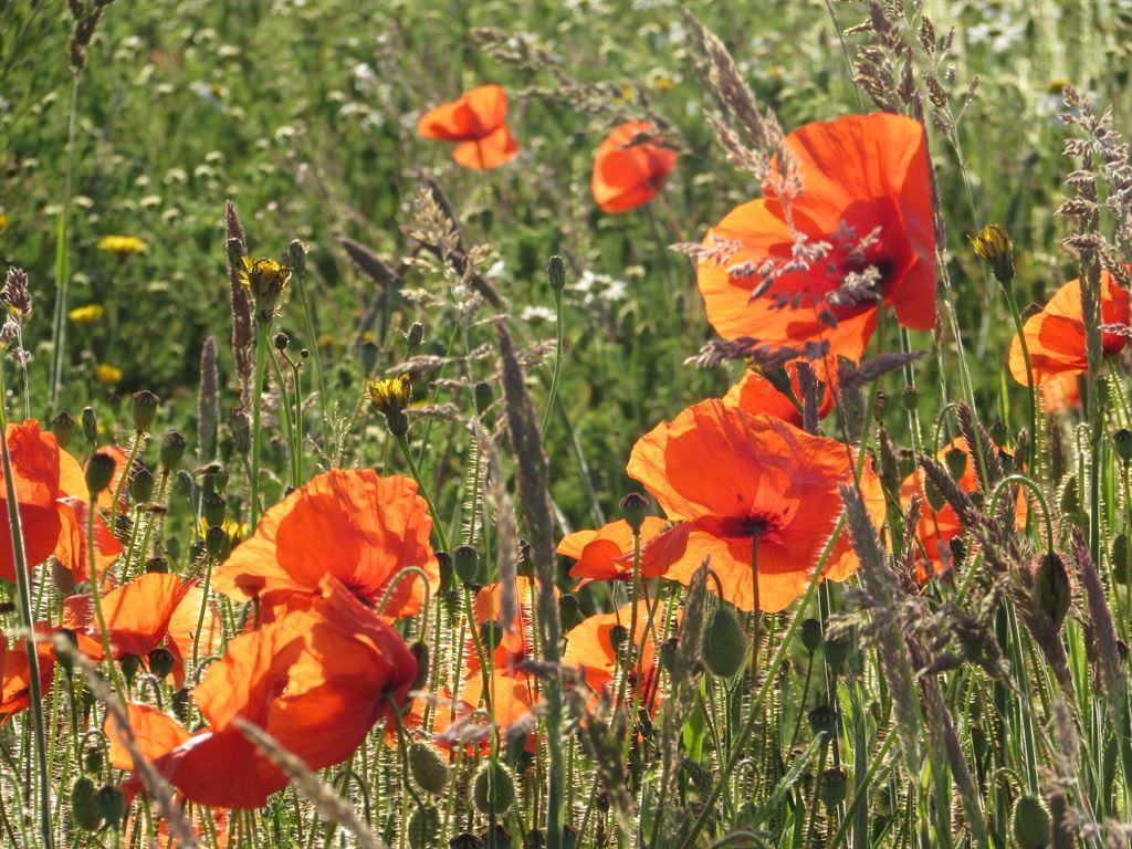 grass&poppies