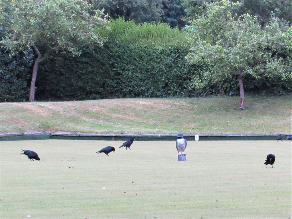 crows