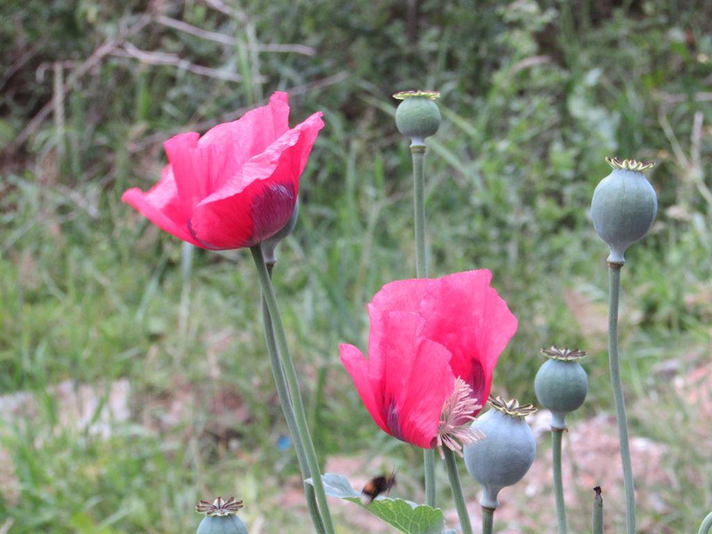 pinkpoppy