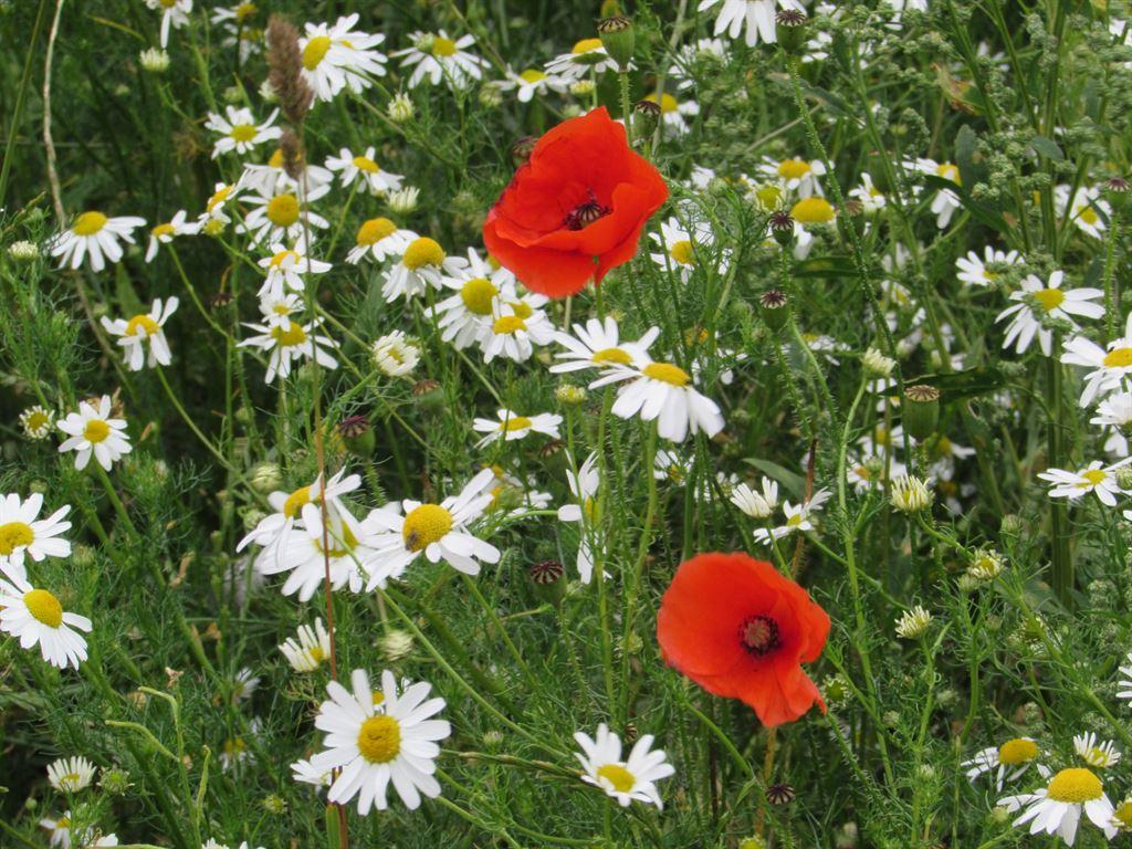 poppy&daisy