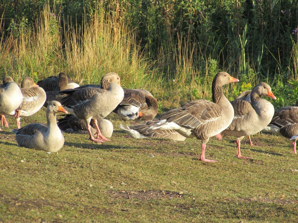 geese