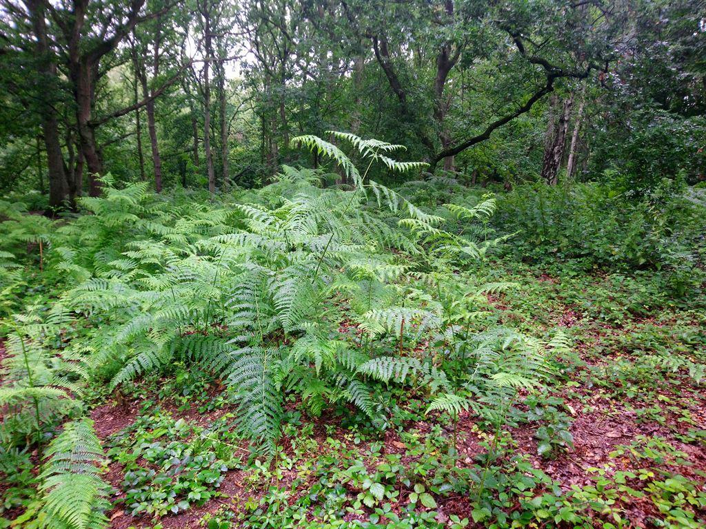 site