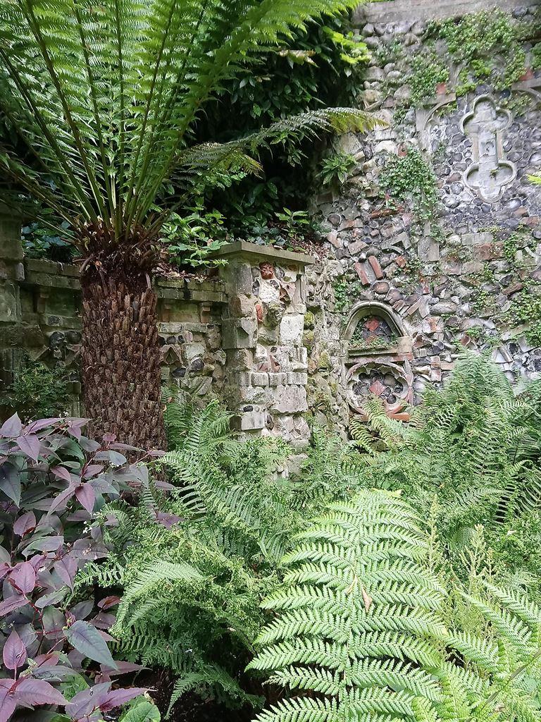 fern