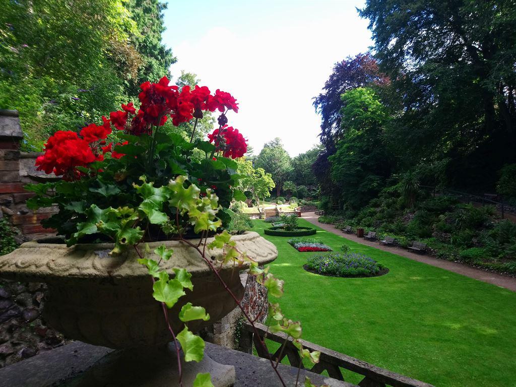 geraniums