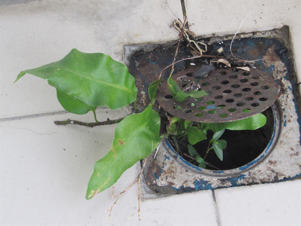 plant