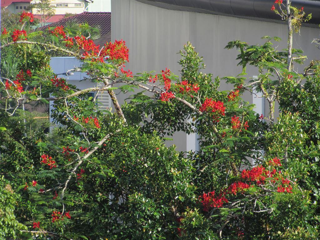 flametree