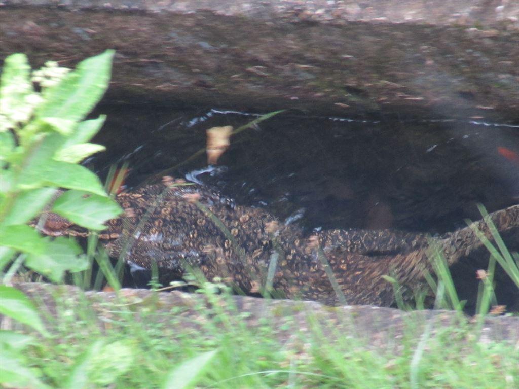 lizard