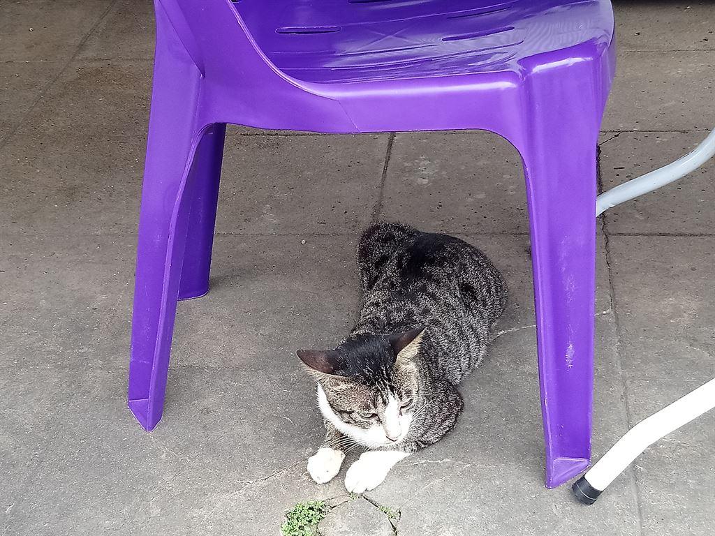 cat
