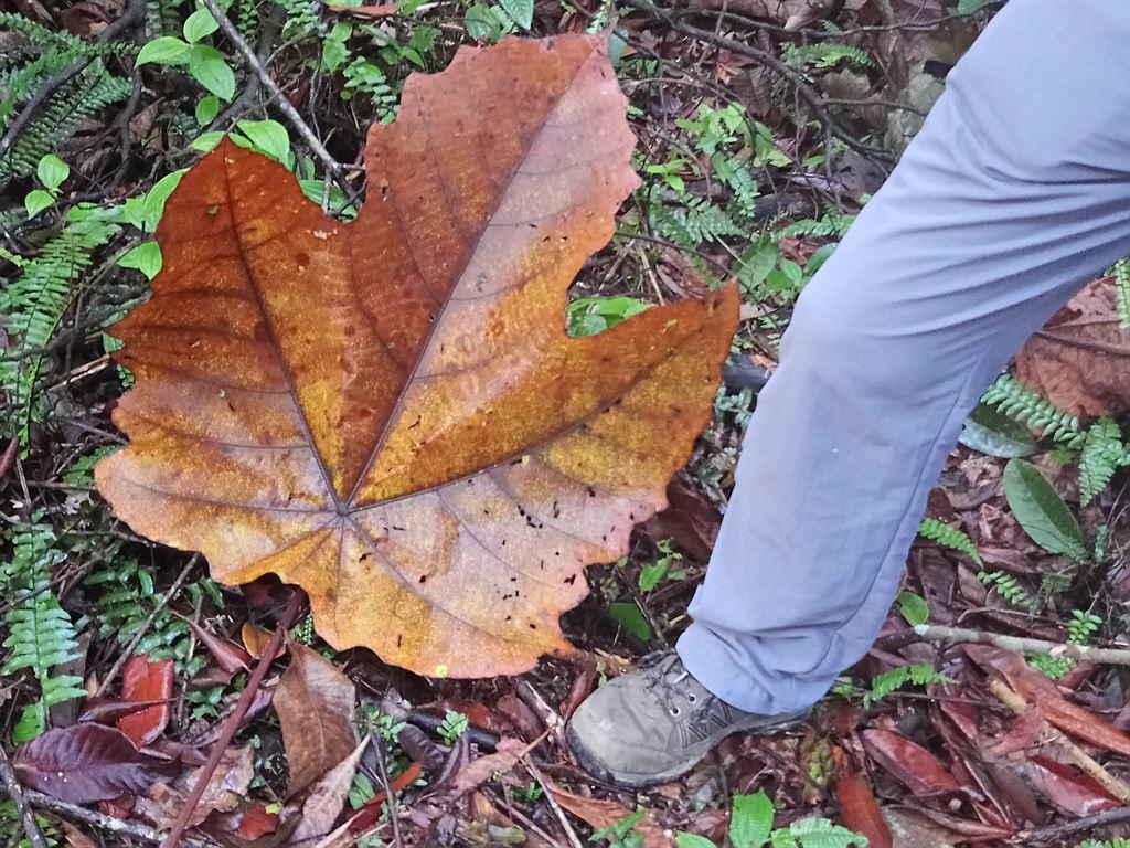 leaf