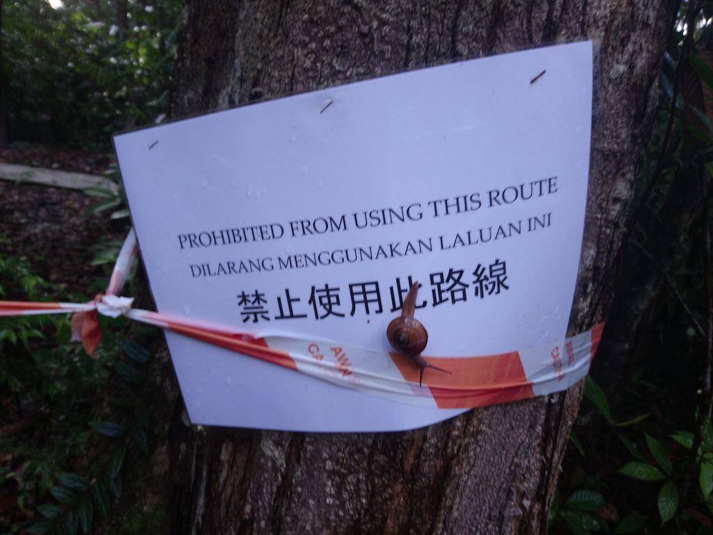 snailcrossingline