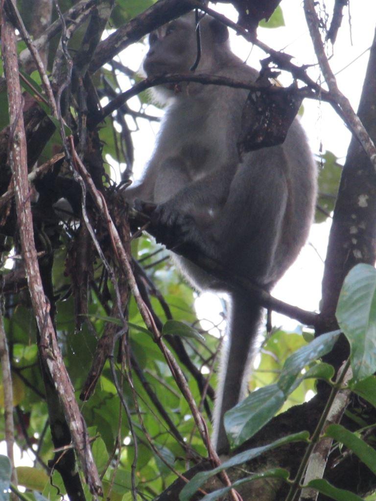 monkey
