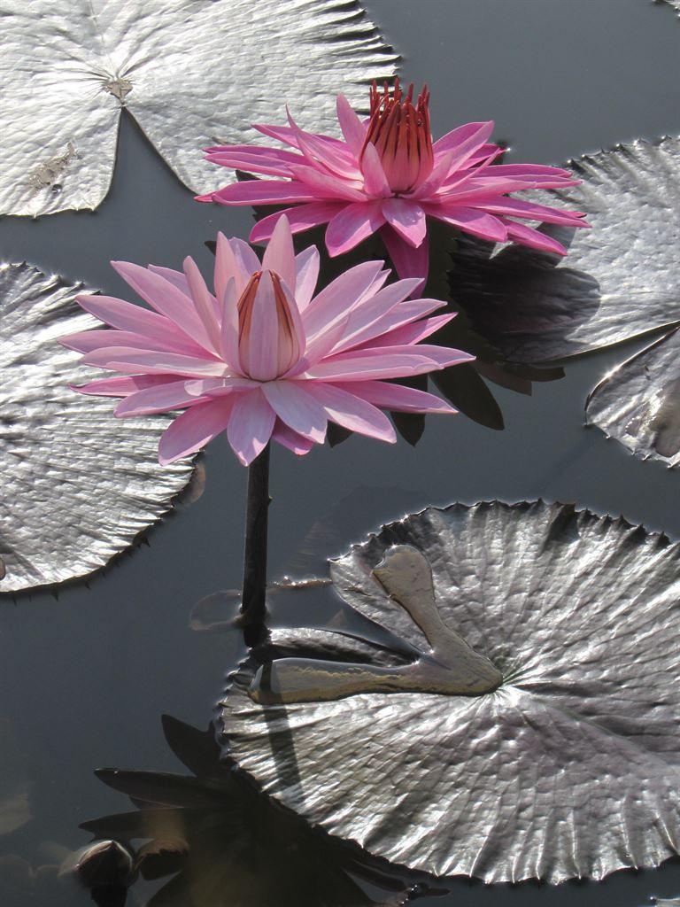 lily2