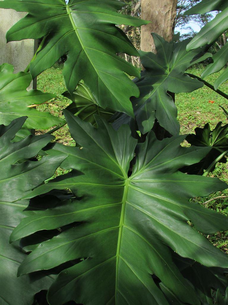 leaf