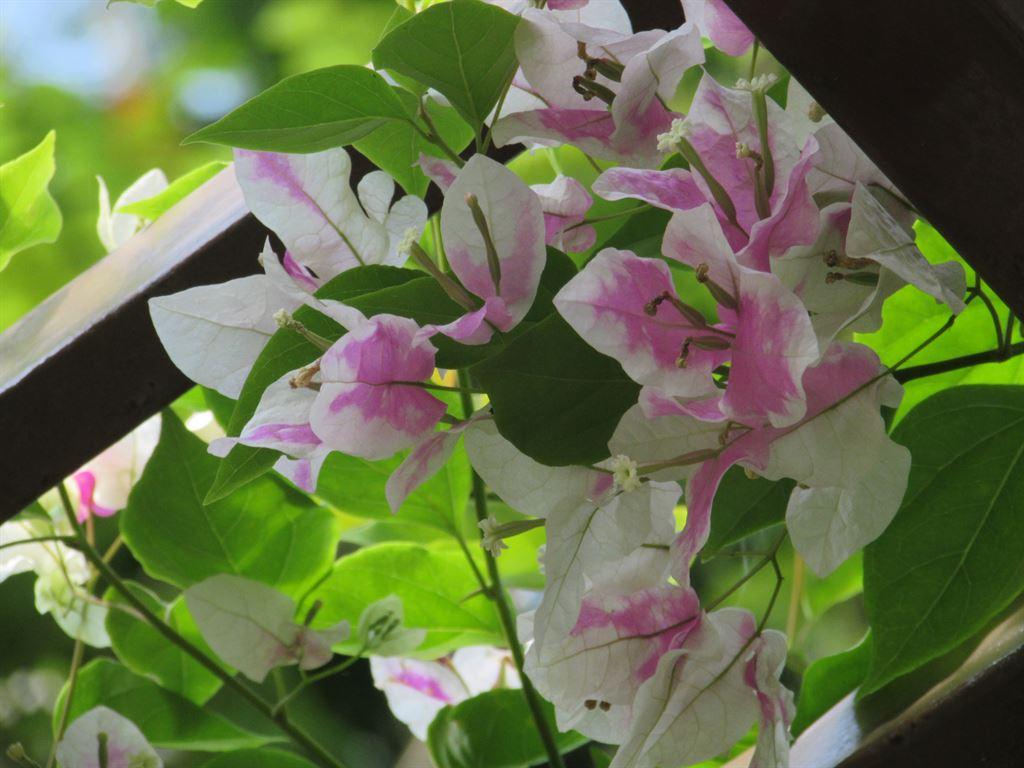 flowers2