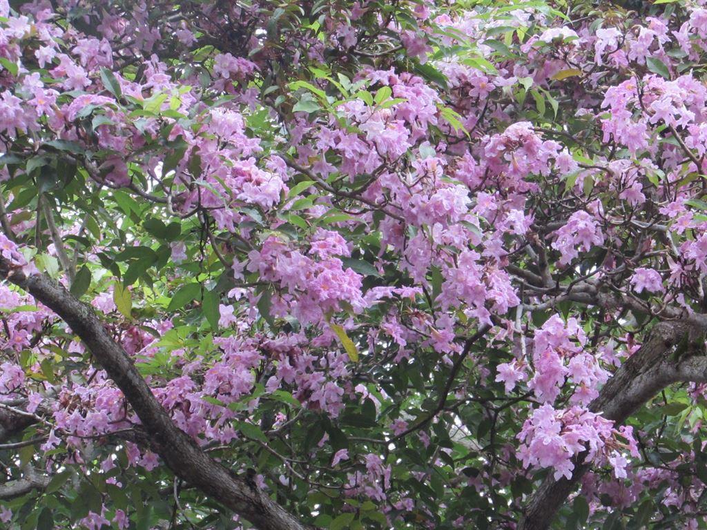 purpleflowers
