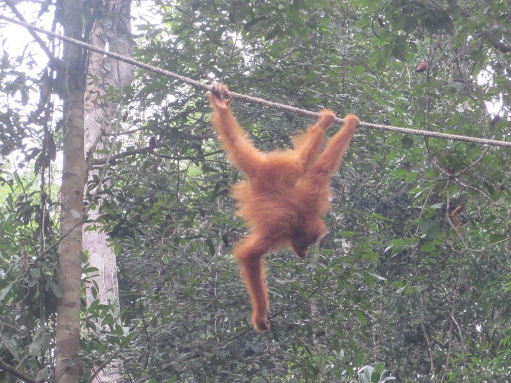 acrobat1