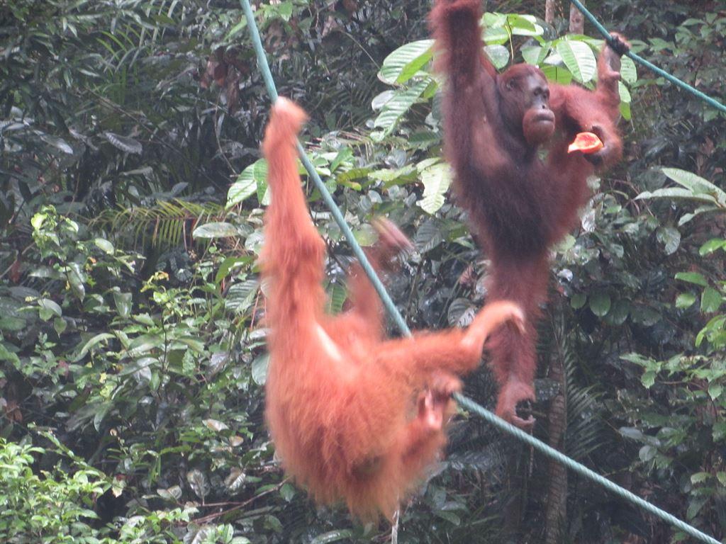 acrobat2