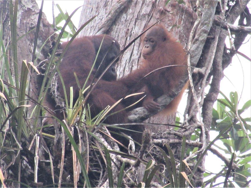 nest2