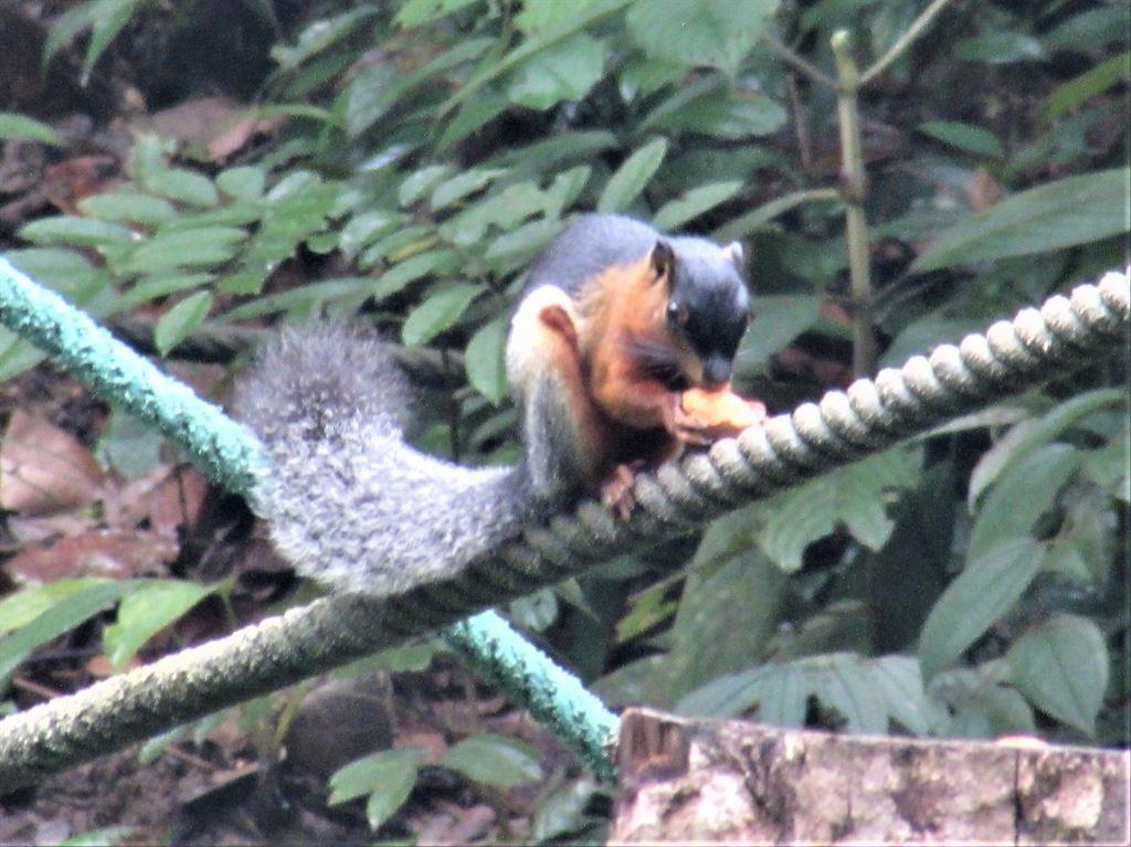 squirrel