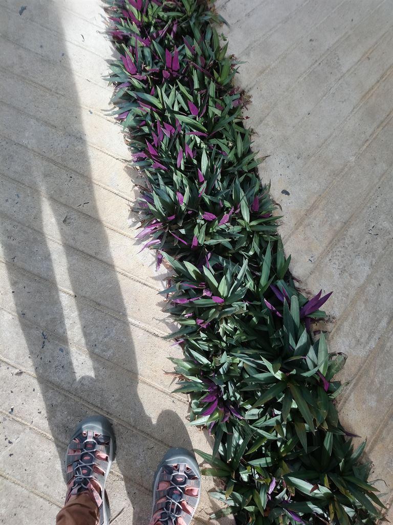 feet