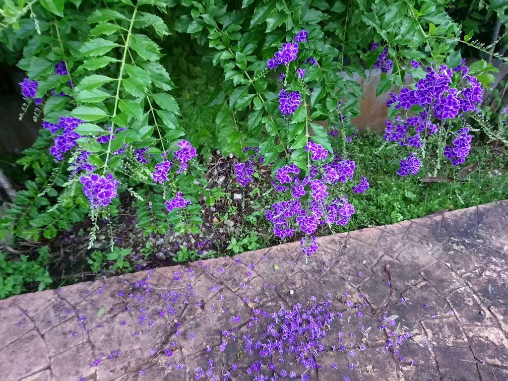 flowers1